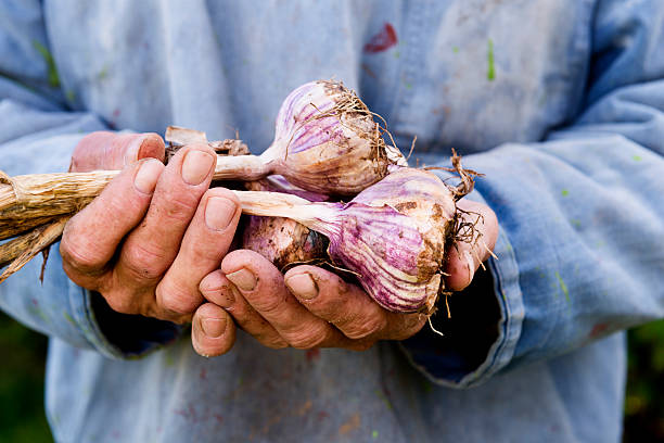 Organic Garlic Harvesting Organic farmer holding some of his crop of organic garlic. growing garlic stock pictures, royalty-free photos & images