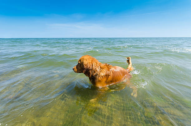 Golden retrievers enjoy mountain lake, Verzasca dam, Lake Vogorno