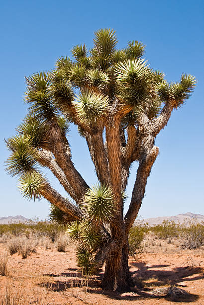 Joshua Tree in the Mojave Desert The Joshua Tree (Yucca brevifolia) is a member of the Agave family that typically grows in the Mojave Desert of the American Southwest. Legend has it that Mormon pioneers named the tree after the biblical figure Joshua, seeing the limbs of the tree as outstretched arms. This Joshua Tree was photographed in the Mormon Mountain Wilderness near Riverside, Nevada, USA. jeff goulden mojave desert stock pictures, royalty-free photos & images