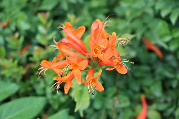 istock Crocosmia Masoniorum 1747738940