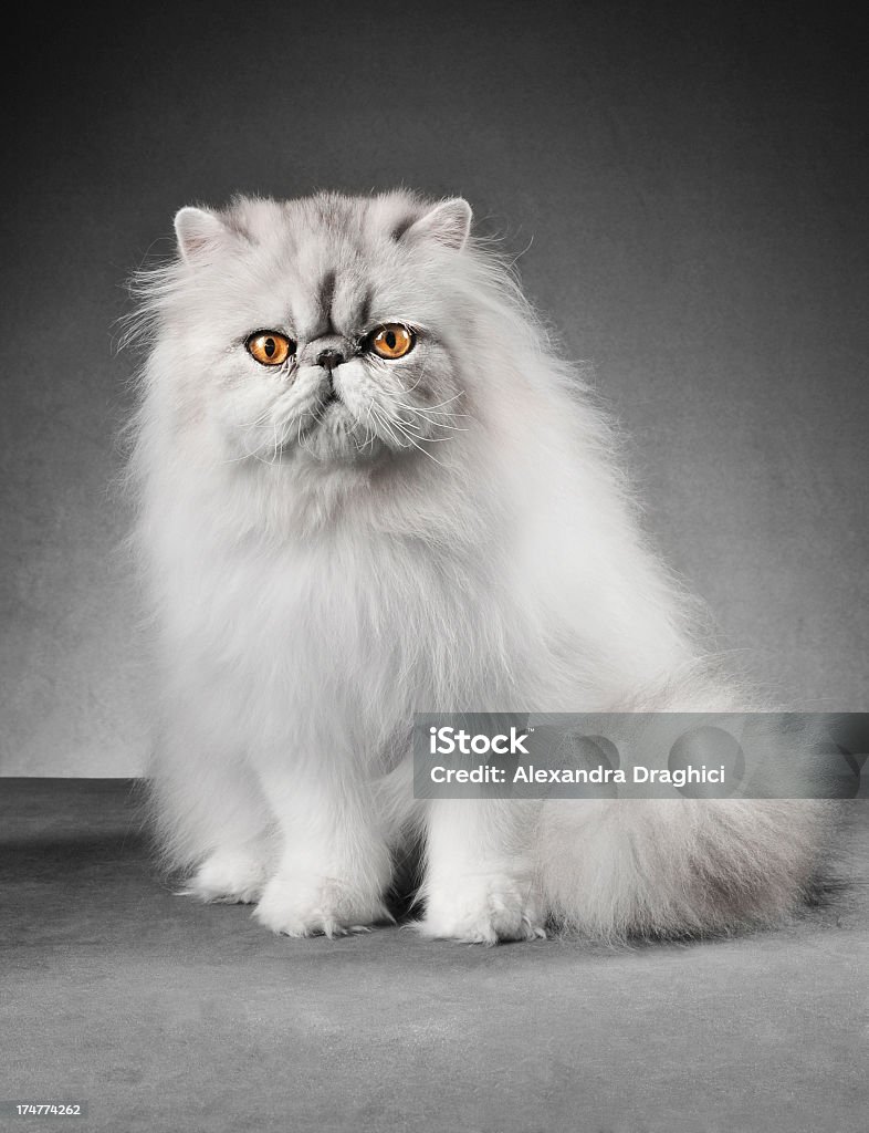 Branco e creme Gato persa de estar. - Foto de stock de Amarelo royalty-free