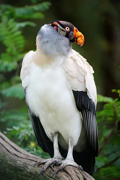 Photo of king vulture