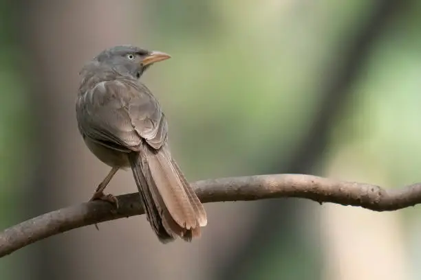 Photo of Jungle babblers are gregarious birds that forage in small groups of six to ten birds, a habit that has given them the popular name of 