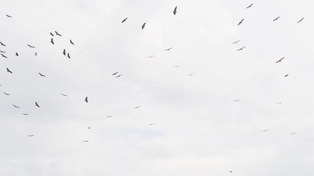 Colony of griffon vultures flying the skies