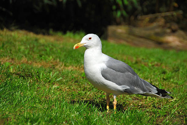 istock Yellow Footed Gull standing in the field. 174774793