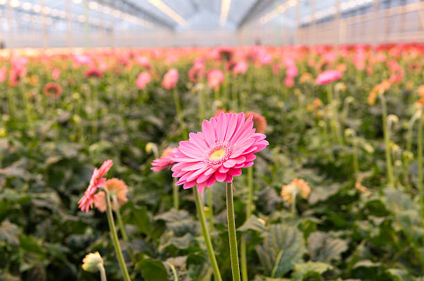 istock Pink Gerbera in Greenhouse 174774881