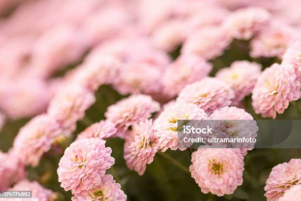 Foto de Flor e mais fotos de stock de Amor - Amor, Beleza natural - Natureza, Botânica - Assunto