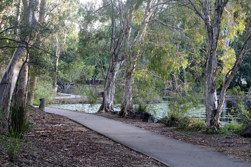 Path in a park with trees and a lake landscape