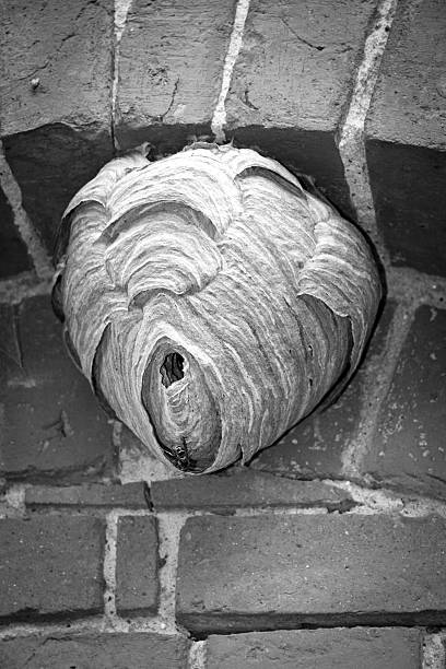 Beautiful vespiary, wasps' nest "Beautiful vespiary, wasps' nest, real wasp house.For more black and white pictures, please look here:" aufzucht stock pictures, royalty-free photos & images