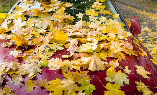 a car front completely covered with yellow leaves, autumn scene, no people