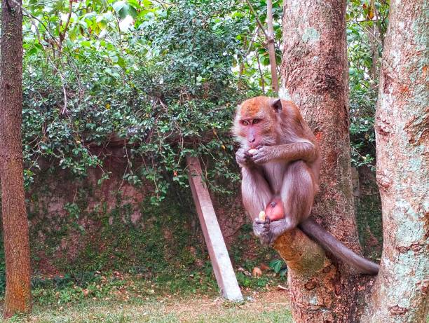 istock A monkey is focused on looking at his surroundings 1747754662