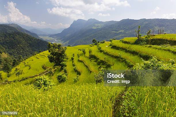 View Of Rice Terraces During Annapurna Trekking Stock Photo - Download Image Now