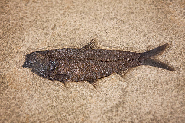 de pescado fósil - fossil fish animal full frame fotografías e imágenes de stock