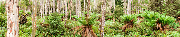 Didleum Plains Rainforests