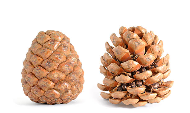 Closed and open pine cone on white background stock photo