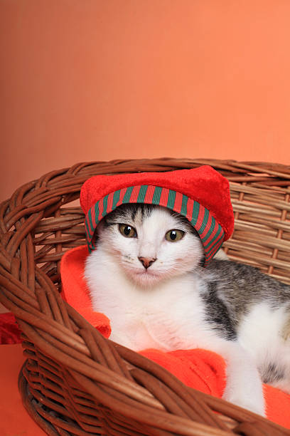 istock Kitten in basket waiting for Christmas 174776467