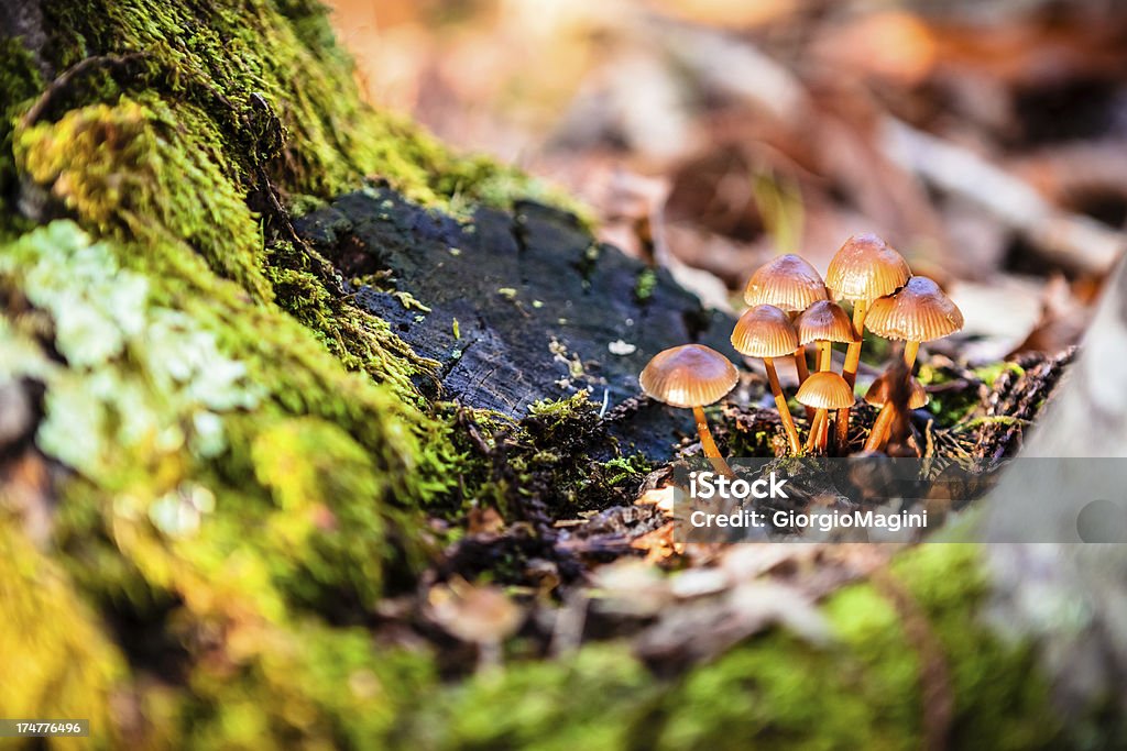 Pequeño grupo de hongos en el bosque de otoño - Foto de stock de Aire libre libre de derechos