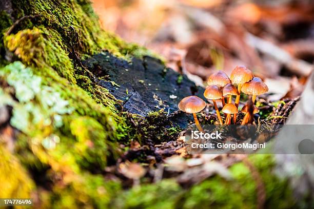 Piccolo Gruppo Di Funghi In Autunno Foresta - Fotografie stock e altre immagini di Ambientazione esterna - Ambientazione esterna, Area selvatica, Autunno