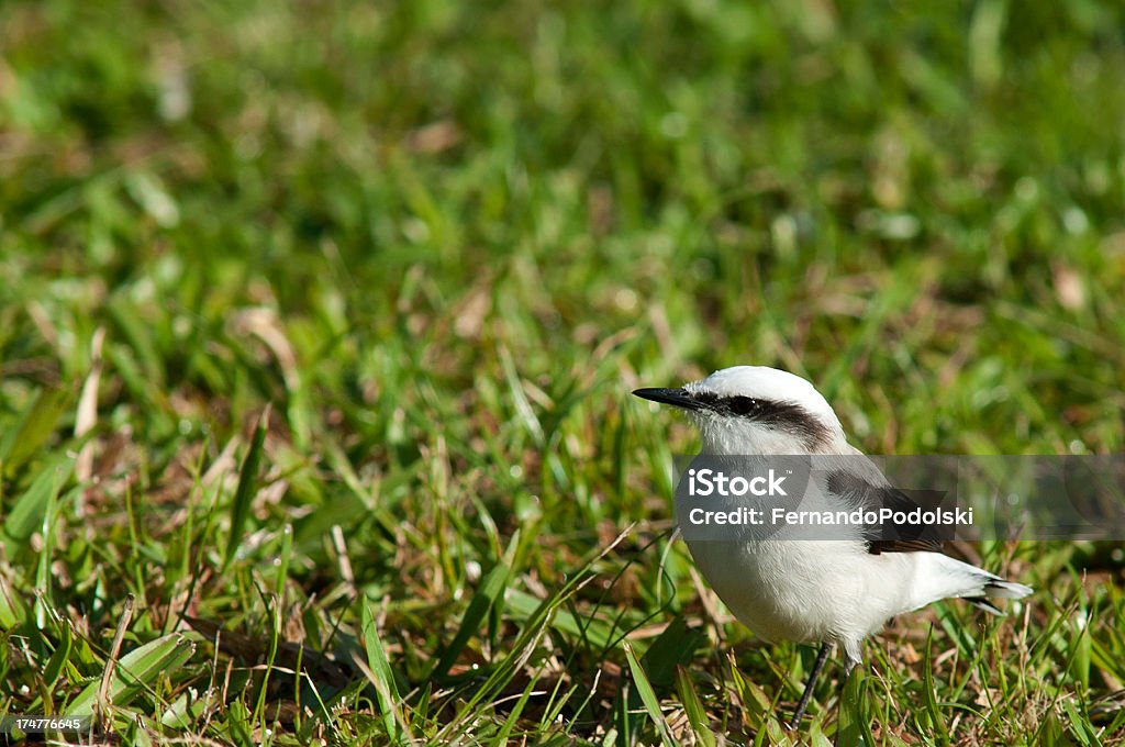 Fluvicola nengeta - Royalty-free Animal Foto de stock