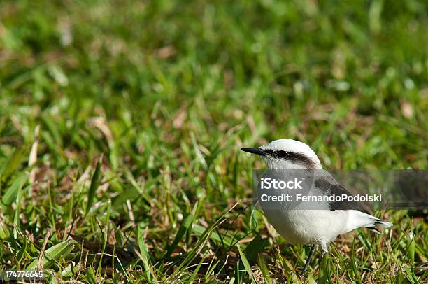 Fluvicola Nengeta - Fotografias de stock e mais imagens de Animal - Animal, Brasil, Estado de São Paulo