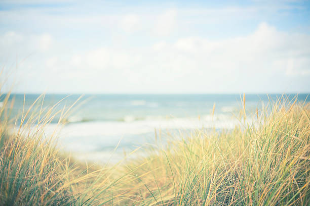 Dune landscape Dune landscape by the North Sea. marram grass stock pictures, royalty-free photos & images