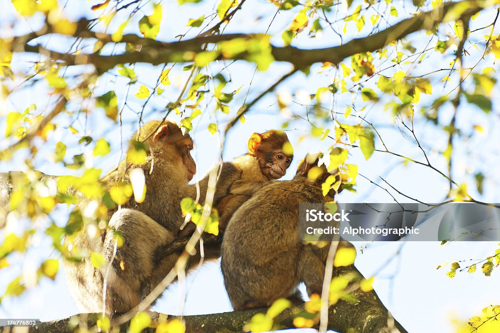 Alisar macacos-de-gibraltar - Royalty-free Amizade Foto de stock