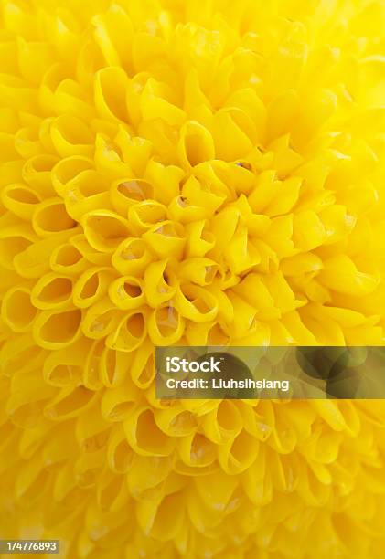 Crisântemo - Fotografias de stock e mais imagens de Amarelo - Amarelo, Beleza natural, Cor Viva