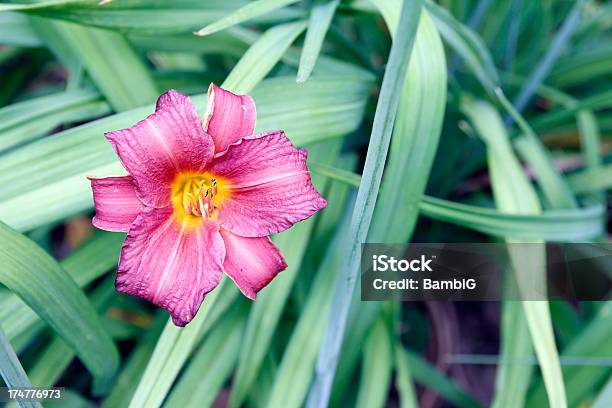 Foto de Daylily e mais fotos de stock de Amarelo - Amarelo, Beleza natural - Natureza, Canteiro de Flores