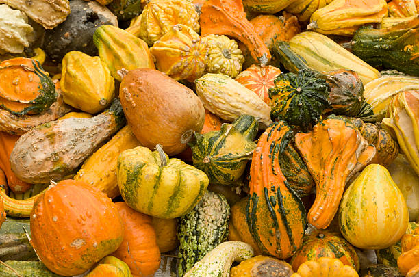 Lots of Ugly Gourd stock photo