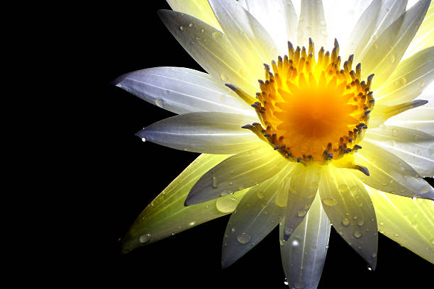 Beautiful rich yellow color of a waterlily on the water's surface view from the top