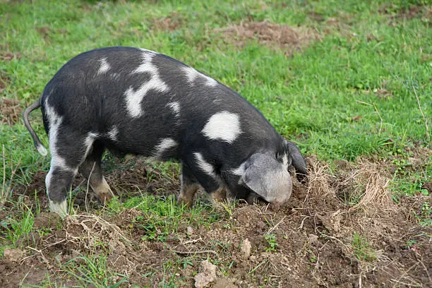 "Turopolje pig with its characteristic round spots ries for food in soft soil, excellently adapted to often flooded environment of Lonjsko polje, Croatia."