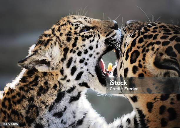 Jaguar Cubs - Fotografie stock e altre immagini di Animale - Animale, Bocca di animale, Chiazzato