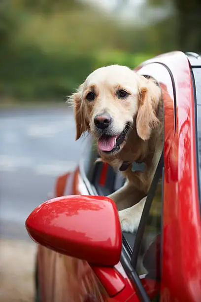 Photo of Golden Retriever Looking Out Of Car Window
