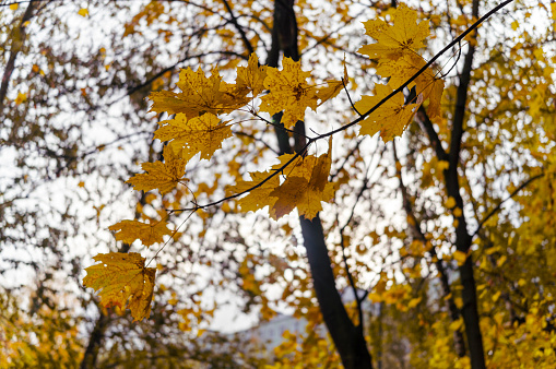 a maple tree withered leaves against the sky, autumn scenery, no people