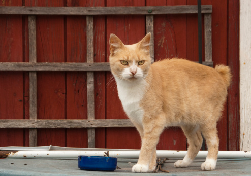 A red and white tailless cat waiting for food.