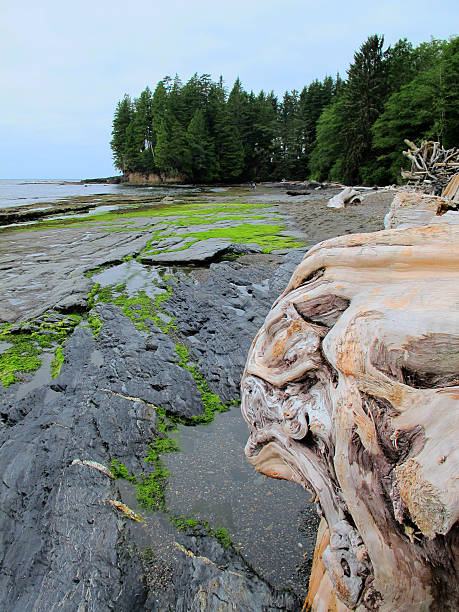 istock Botanical Beach, Vancouver Island 174778140