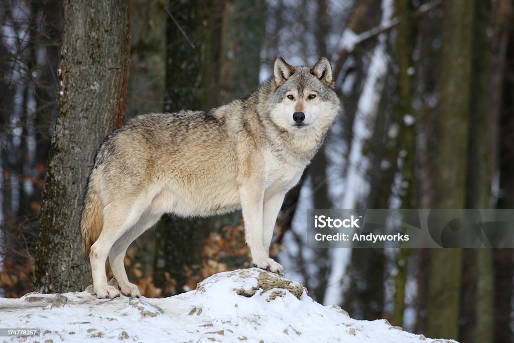 Wunderschönen kanadischen Timber Der Wolf im Winter - Lizenzfrei Wolf Stock-Foto