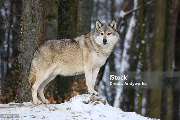 Wunderschönen Kanadischen Timber Der Wolf Im Winter Stockfoto und mehr Bilder von Wolf