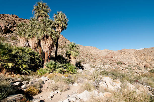 istock Joshua Tree National Park 174778318