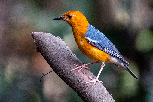 orange-headed thrush is a bird in the thrush family. It is common in well-wooded areas of the Indian Subcontinent and Southeast Asia.