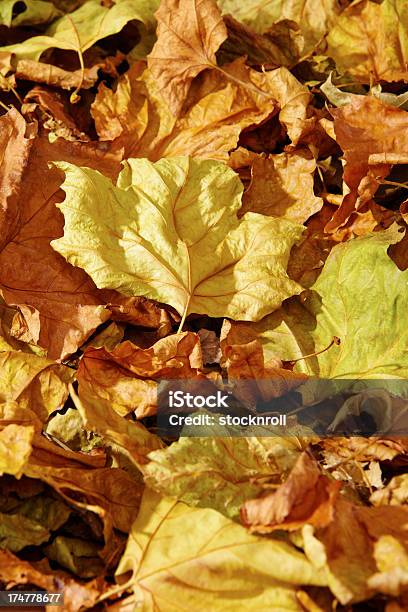 Pile Of Autumnal Coloured Sycamore Leaves Stock Photo - Download Image Now - Abstract, Autumn, Backgrounds