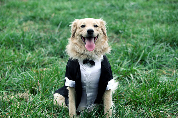 happy groom dog stock photo