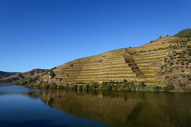 долина дуэро и порт виноградники - douro valley clear sky copy space nobody стоковые фото и изображения