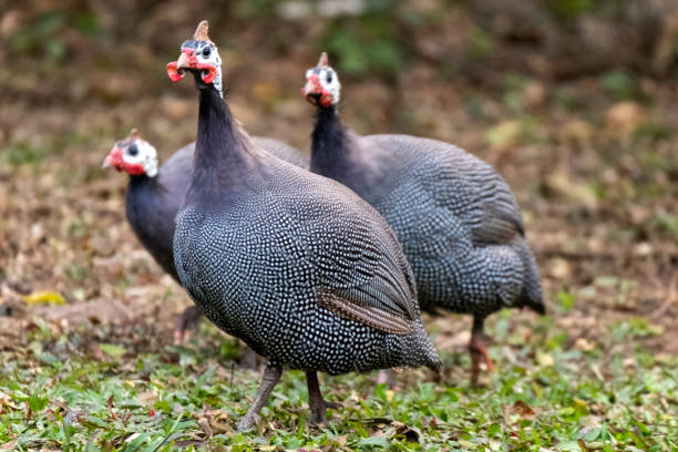 istock Helmeted guineafowl 1747789016