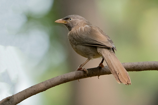 This familiar ash-brown colored babbler has a yellow bill and a dark brow in front of the eye that contrasts with its pale eye giving it a perpetual “angry” look. It has vague streaking on the upperparts, diffuse mottling on its throat, and barring on its tail. The multiple races vary slightly in color and strength of markings except the race somervillei of the NW peninsula which has dark brown outer wing feathers that contrast with the rest of the wing. They are often seen in noisy flocks hopping on the ground and flicking litter in search of food.
