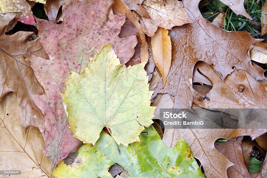 foglie - Foto stock royalty-free di Ambientazione esterna