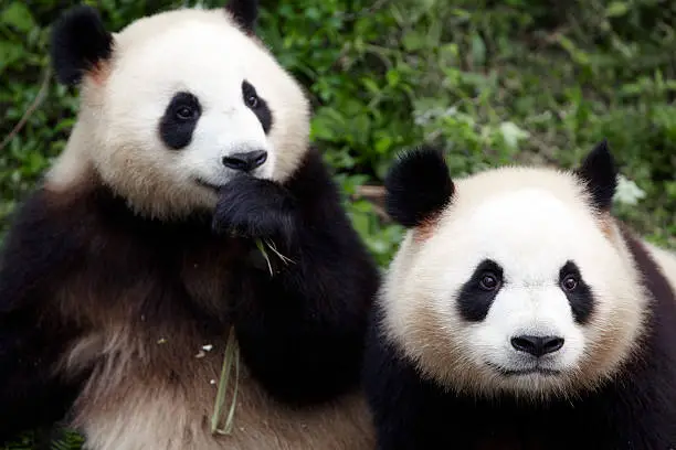 Photo of two giant pandas in zoo