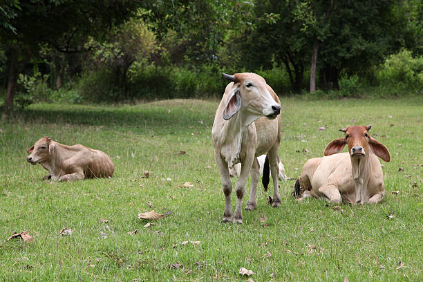 herd dari banteng - sapi bali sapi potret stok, foto, & gambar bebas royalti