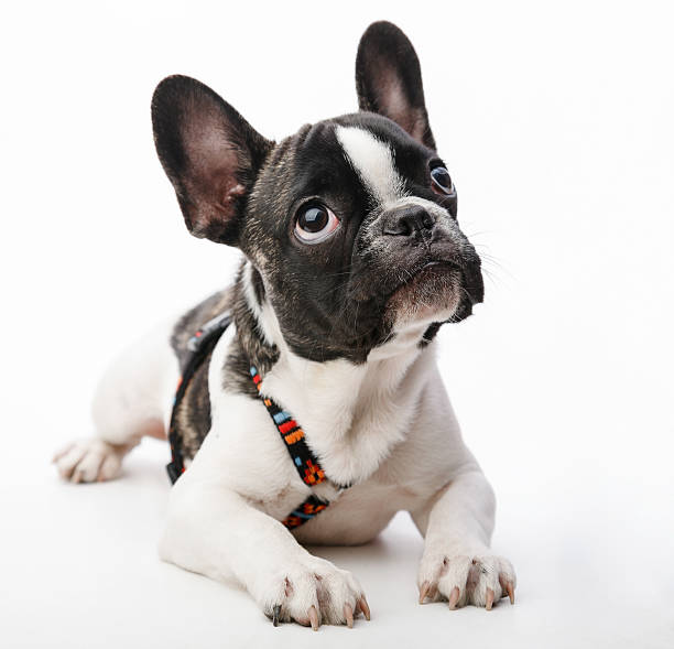 cachorro de perro - french bulldog fotografías e imágenes de stock