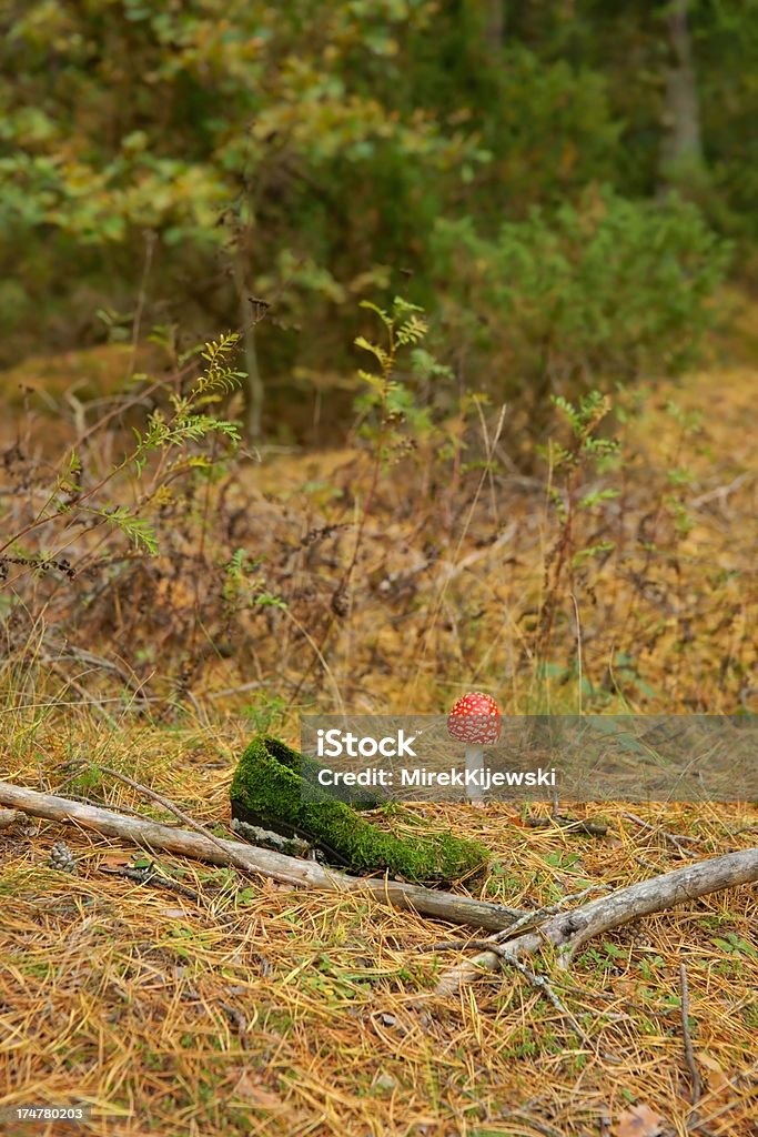 Sapato Repleto de Vegetação com Musgo e Cogumelo venenoso na floresta. - Royalty-free Ao Ar Livre Foto de stock